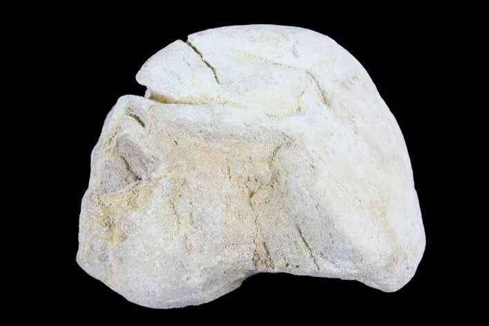 Cretaceous Fish Coprolite (Fossil Poop) - Kansas #93783